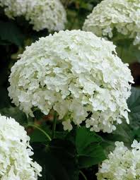 Attēlu rezultāti vaicājumam “Hydrangea arborescens”