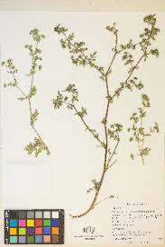 Attēlu rezultāti vaicājumam “Potentilla supina”