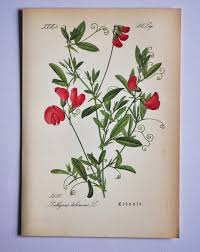 Attēlu rezultāti vaicājumam “Lathyrus tuberosus flower”