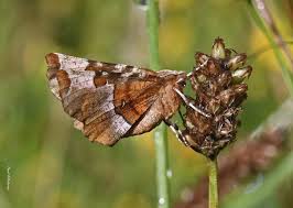 Attēlu rezultāti vaicājumam “Selenia tetralunaria”