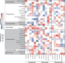 Attēlu rezultāti vaicājumam “Lamproderma pseudomaculatum spores”