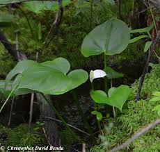 Attēlu rezultāti vaicājumam “Calla palustris leaf”