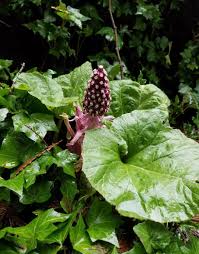 Image result for Petasites officinalis
