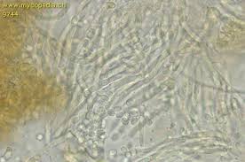 Attēlu rezultāti vaicājumam “Hypocrea pulvinata”