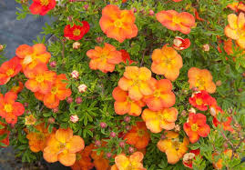 Attēlu rezultāti vaicājumam “Potentilla”