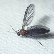 Attēlu rezultāti vaicājumam “Sciaridae”