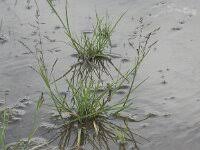 Attēlu rezultāti vaicājumam “Puccinellia distans”