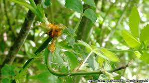 Attēlu rezultāti vaicājumam “Phragmidium sp.”