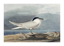 Attēlu rezultāti vaicājumam “Sterna sandvicensis”