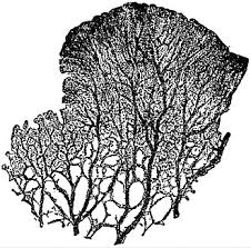 Attēlu rezultāti vaicājumam “Amaurochaete atra young”