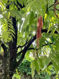 Attēlu rezultāti vaicājumam “Leguminosae”