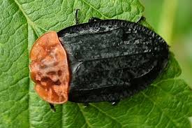 Attēlu rezultāti vaicājumam “Oiceoptoma thoracicum”