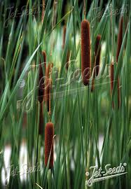 Attēlu rezultāti vaicājumam “Typha angustifolia”