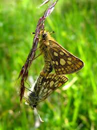 Attēlu rezultāti vaicājumam “Carterocephalus palaemon underside”