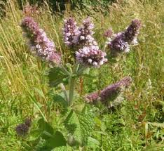 Attēlu rezultāti vaicājumam “Mentha spicata flower”