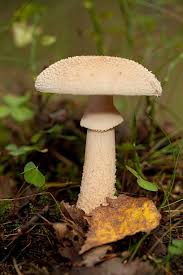Attēlu rezultāti vaicājumam “Amanita citrina”