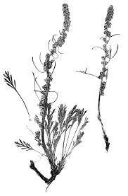 Attēlu rezultāti vaicājumam “Artemisia campestris”