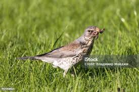Image result for Turdus pilaris