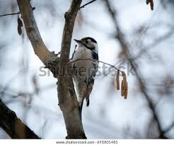 Attēlu rezultāti vaicājumam “Dendrocopos minor female”
