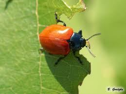 Attēlu rezultāti vaicājumam “Chrysomela populi”