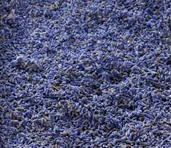 Attēlu rezultāti vaicājumam “Lavandula angustifolia bud”