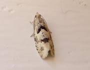 Attēlu rezultāti vaicājumam “Epinotia bilunana”