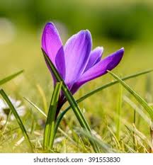 Attēlu rezultāti vaicājumam “Crocus tommasinianus flower”