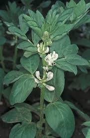 Attēlu rezultāti vaicājumam “Vicia faba leaf”