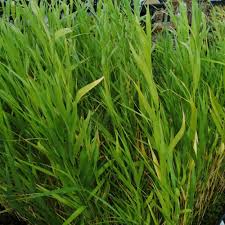 Attēlu rezultāti vaicājumam “Phragmites communis”