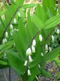 Attēlu rezultāti vaicājumam “Polygonatum odoratum flower”