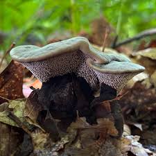 Attēlu rezultāti vaicājumam “Hydnellum sp.”