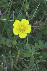Attēlu rezultāti vaicājumam “Potentilla reptans”