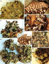 Attēlu rezultāti vaicājumam “Peltigera polydactylon”