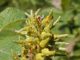 Attēlu rezultāti vaicājumam “Melampsora epitea”