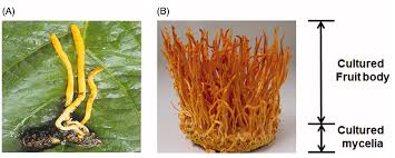 Attēlu rezultāti vaicājumam “Cordyceps militaris”