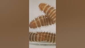 Attēlu rezultāti vaicājumam “Anthrenus sp. larva”