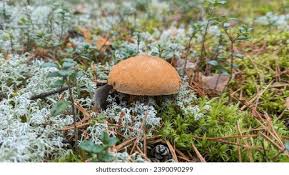 Attēlu rezultāti vaicājumam “Suillus variegatus”