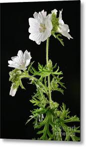 Image result for Malva moschata alba