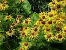 Attēlu rezultāti vaicājumam “Telekia speciosa leaf”