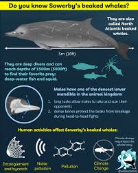 Image result for Mesoplodon bidens