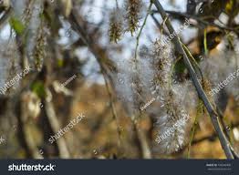 Attēlu rezultāti vaicājumam “Salix pentandra flower”