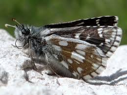 Attēlu rezultāti vaicājumam “Pyrgus serratulae”