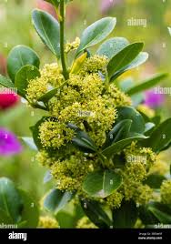 Attēlu rezultāti vaicājumam “Euonymus flower”