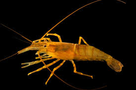 Attēlu rezultāti vaicājumam “Gymnostomum calcareum macro”