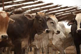 Image result for ganado bovino