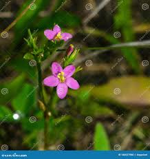 Attēlu rezultāti vaicājumam “Centaurium littorale flower”