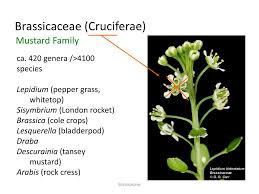 Attēlu rezultāti vaicājumam “Cruciferae”