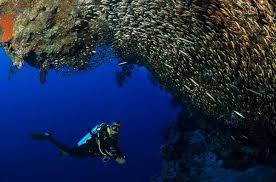 Image result for Tornado Divers