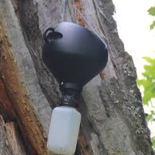 Attēlu rezultāti vaicājumam “Osmoderma barnabita imago”