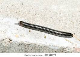 Attēlu rezultāti vaicājumam “Ommatoiulus sabulosus aimatopodus”